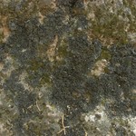 Leptogium denticulatum