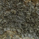 Leptogium denticulatum