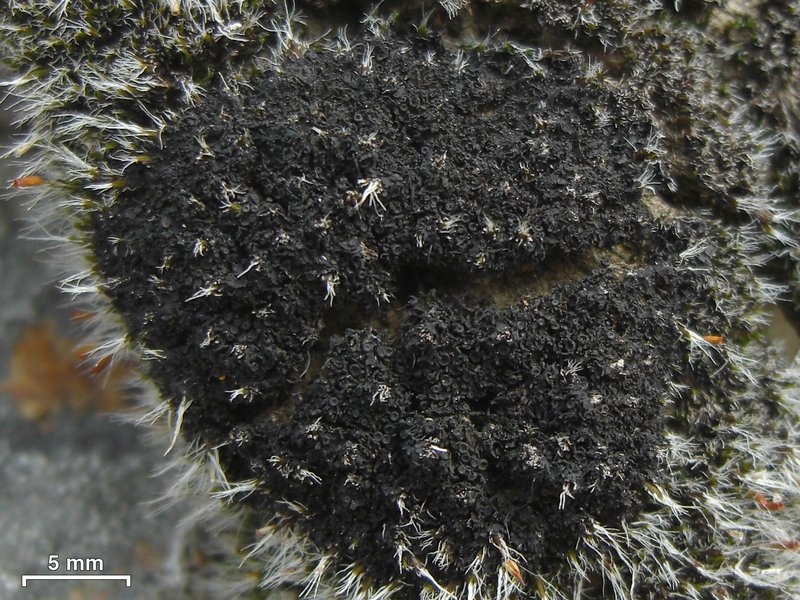 Leptogium gelatinosum