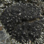 Leptogium gelatinosum