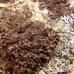 Leptogium gelatinosum