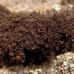 Leptogium gelatinosum