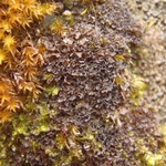 Leptogium gelatinosum