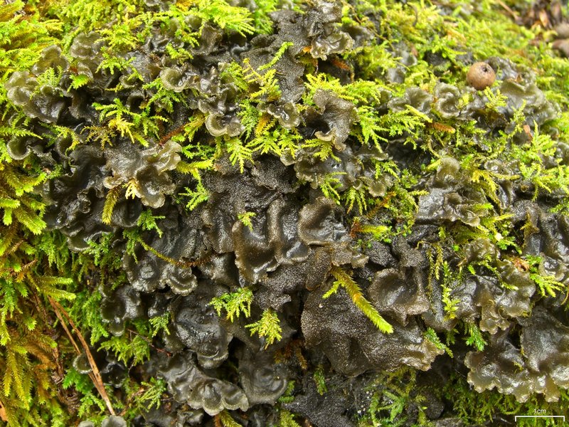 Leptogium hirsutum