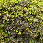 Leptogium hirsutum
