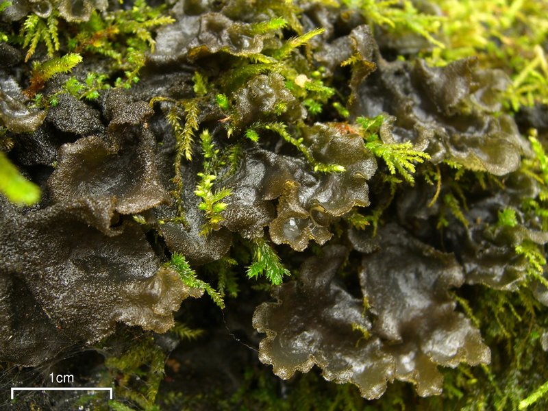 Leptogium hirsutum