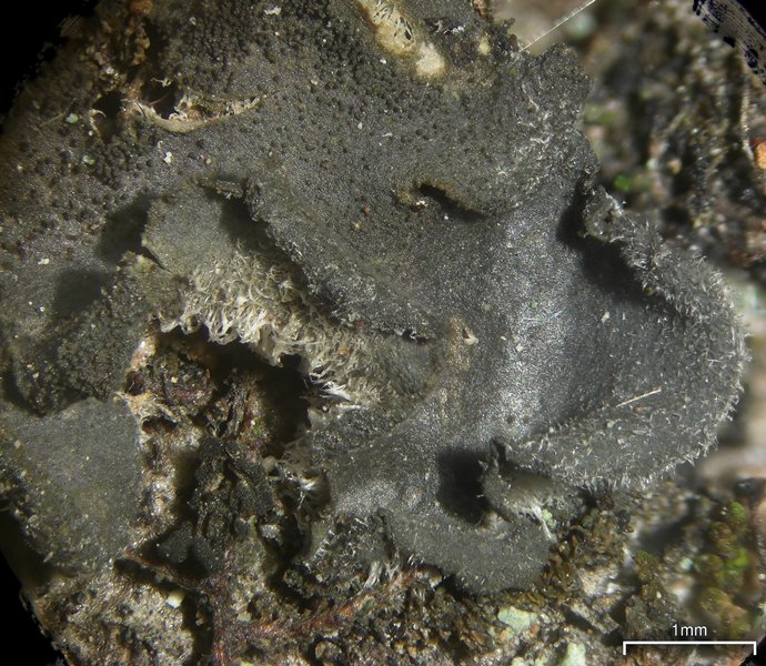 Leptogium hirsutum