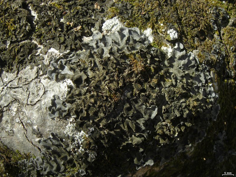 Leptogium hirsutum