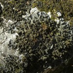 Leptogium hirsutum