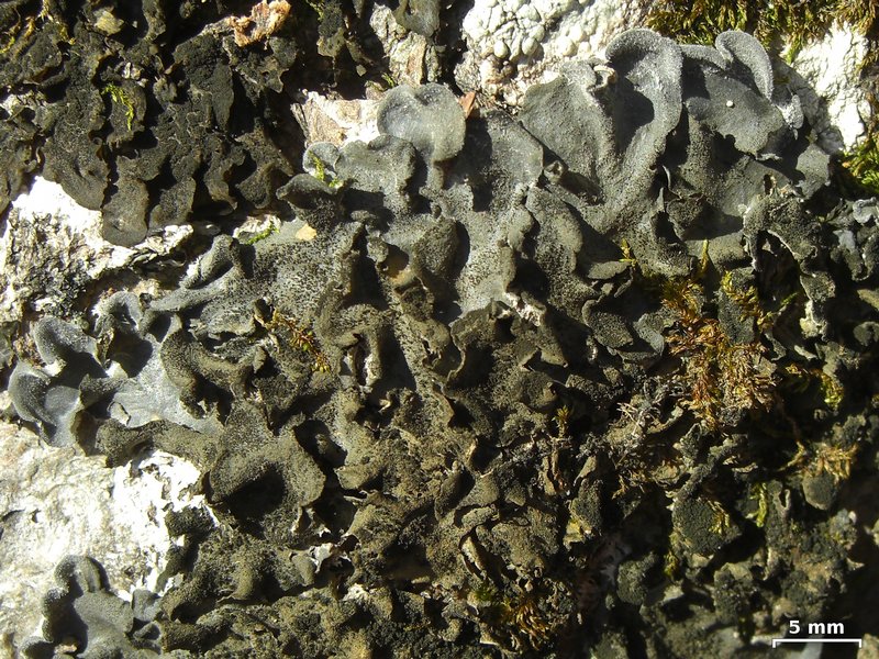 Leptogium hirsutum