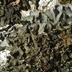 Leptogium hirsutum