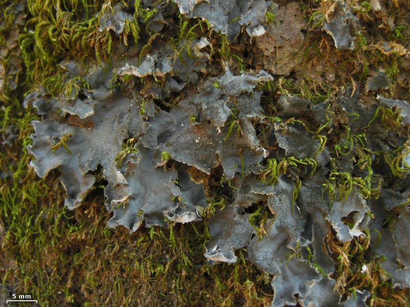 Leptogium hirsutum