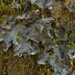 Leptogium hirsutum
