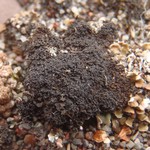 Leptogium imbricatum