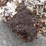 Leptogium imbricatum