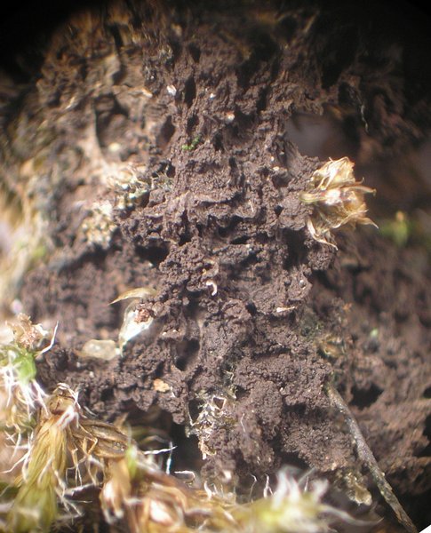 Leptogium insigne