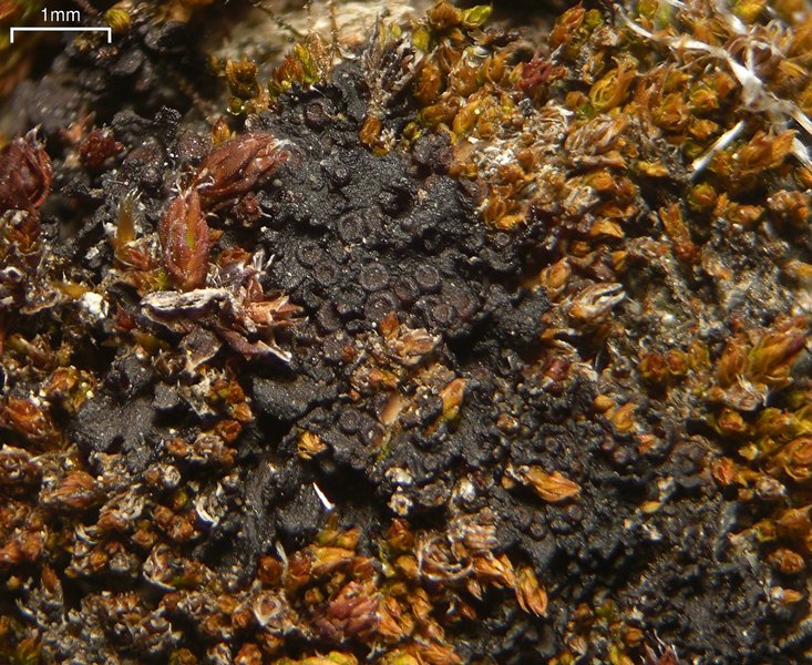 Leptogium intermedium