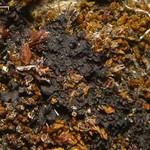 Leptogium intermedium