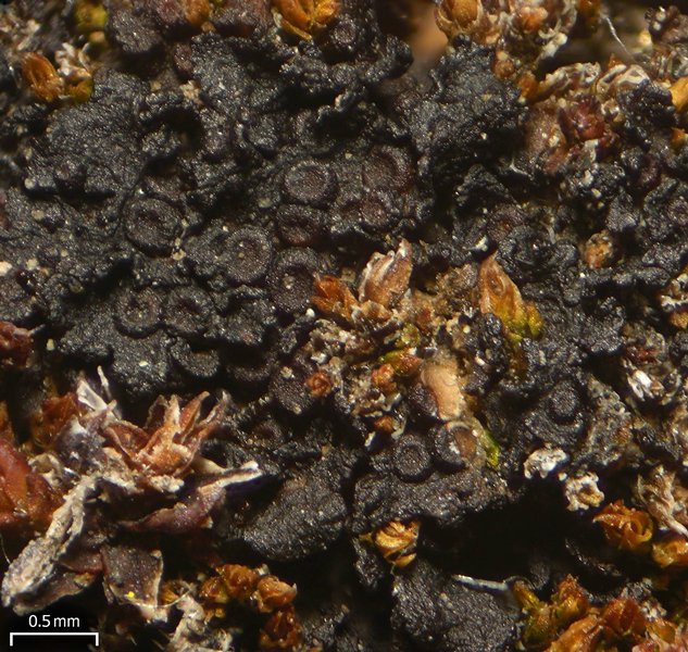 Leptogium intermedium