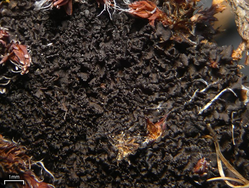 Leptogium intermedium