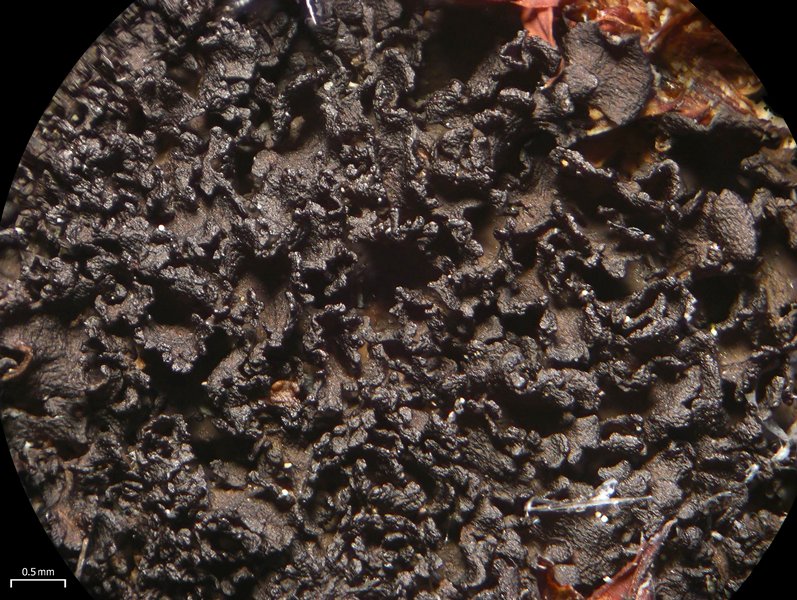 Leptogium intermedium