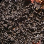 Leptogium intermedium