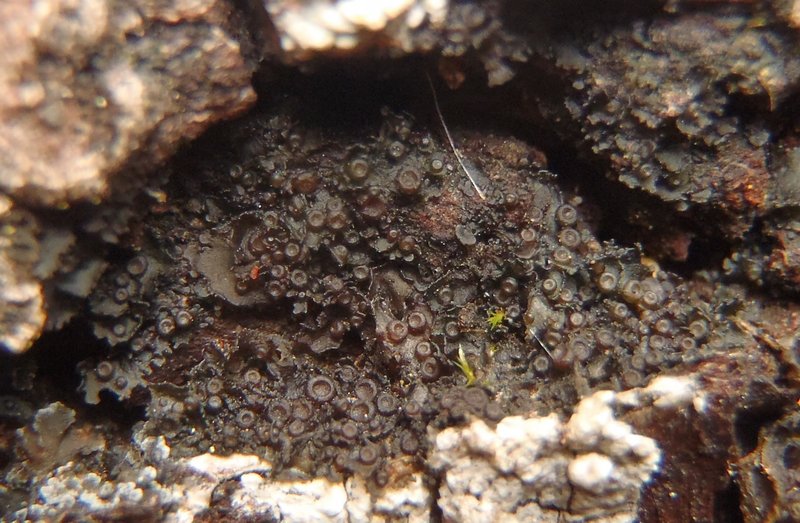 Leptogium intermedium