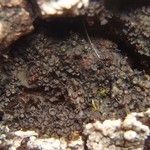 Leptogium intermedium