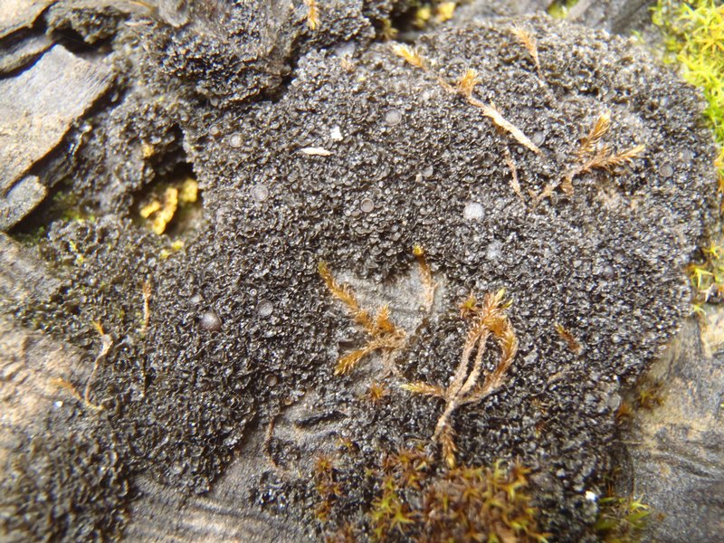 Leptogium intermedium