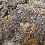 Leptogium intermedium