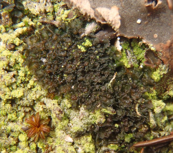 Leptogium intermedium