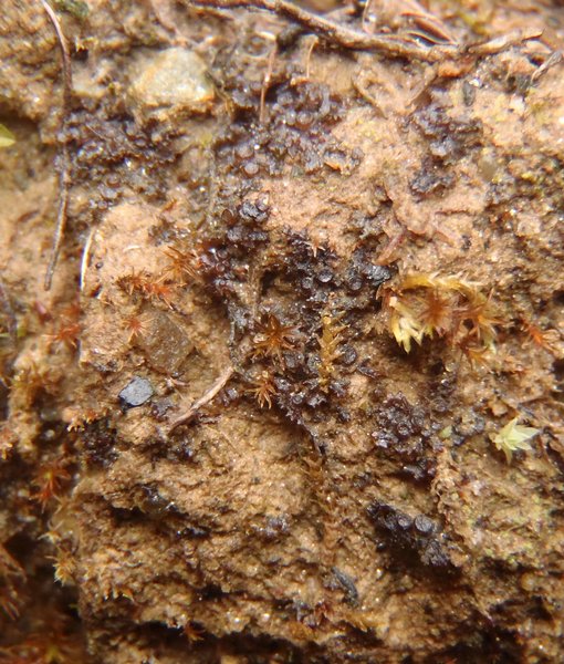 Leptogium intermedium