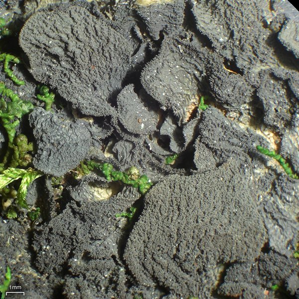 Leptogium isidiosellum