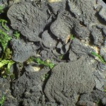 Leptogium isidiosellum