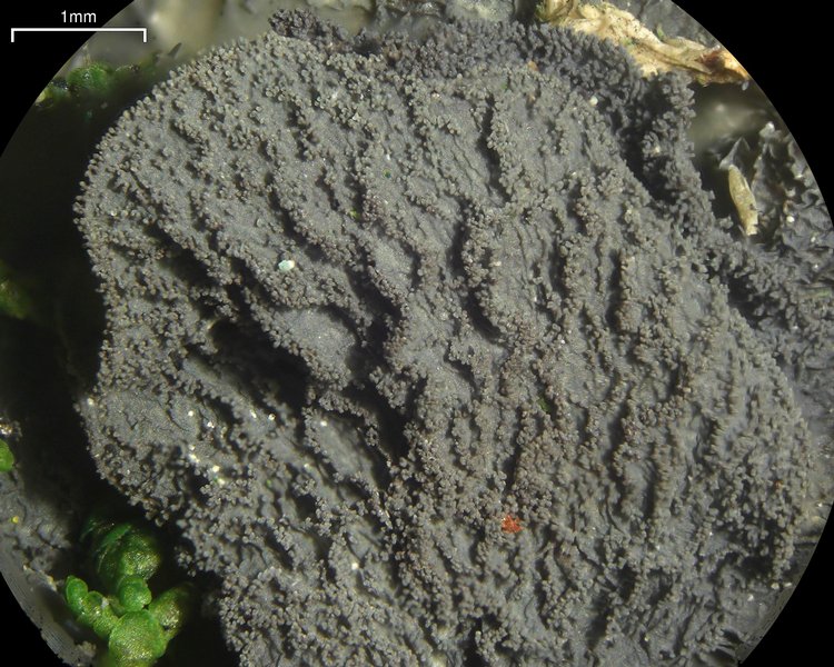 Leptogium isidiosellum