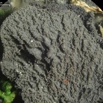 Leptogium isidiosellum