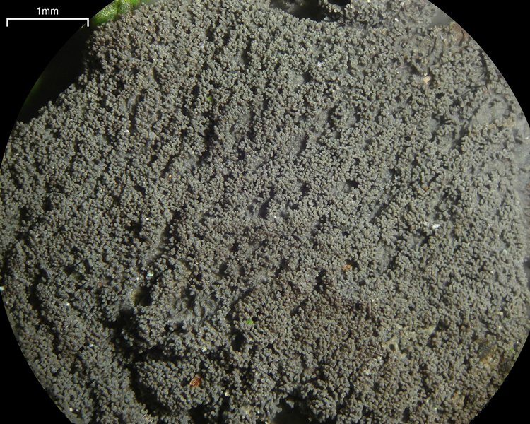 Leptogium isidiosellum