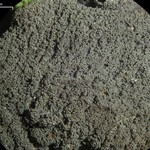 Leptogium isidiosellum