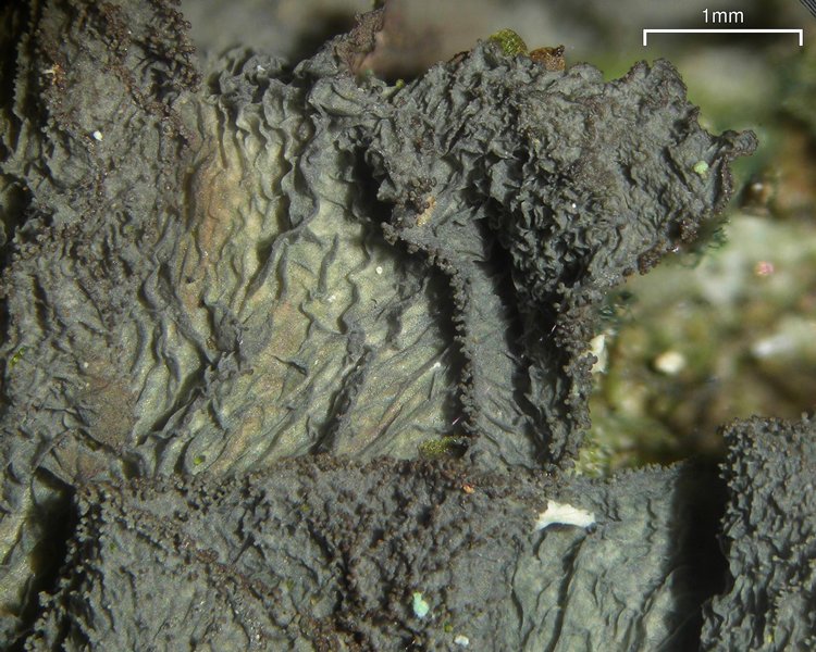Leptogium isidiosellum