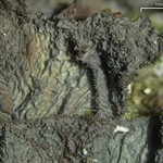 Leptogium isidiosellum