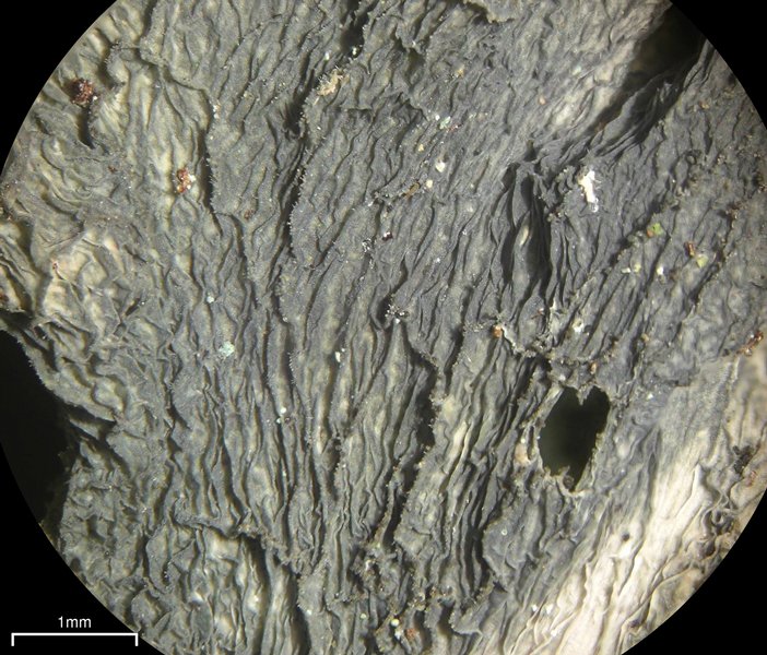 Leptogium isidiosellum