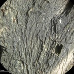 Leptogium isidiosellum