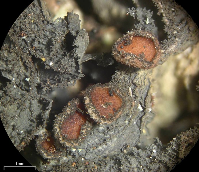 Leptogium isidiosellum