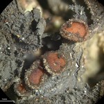 Leptogium isidiosellum
