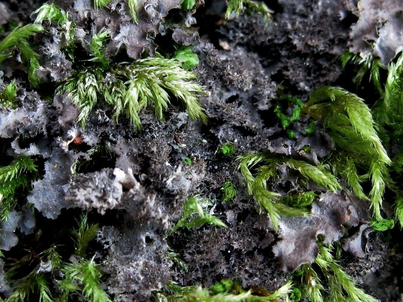 Leptogium laceroides