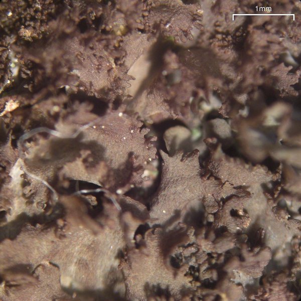 Leptogium laceroides