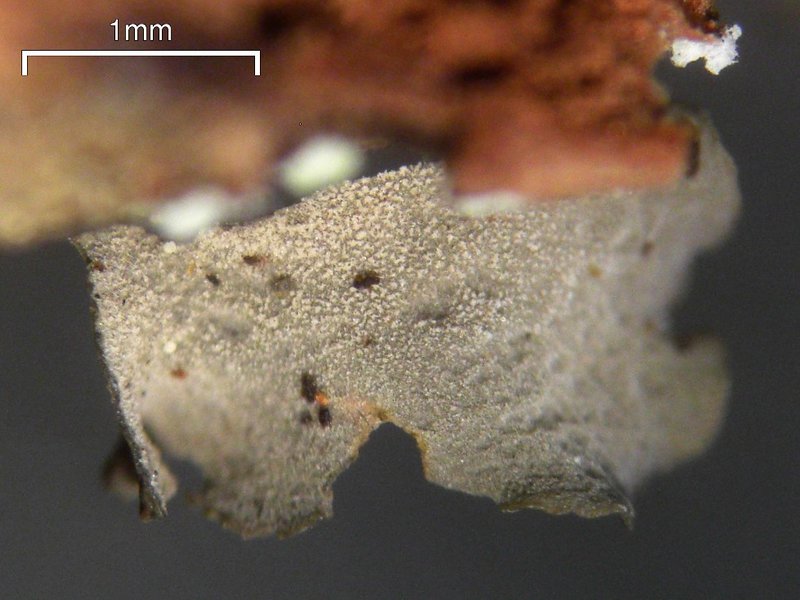 Leptogium laceroides