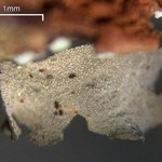 Leptogium laceroides