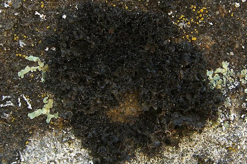 Leptogium lichenoides