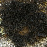 Leptogium lichenoides